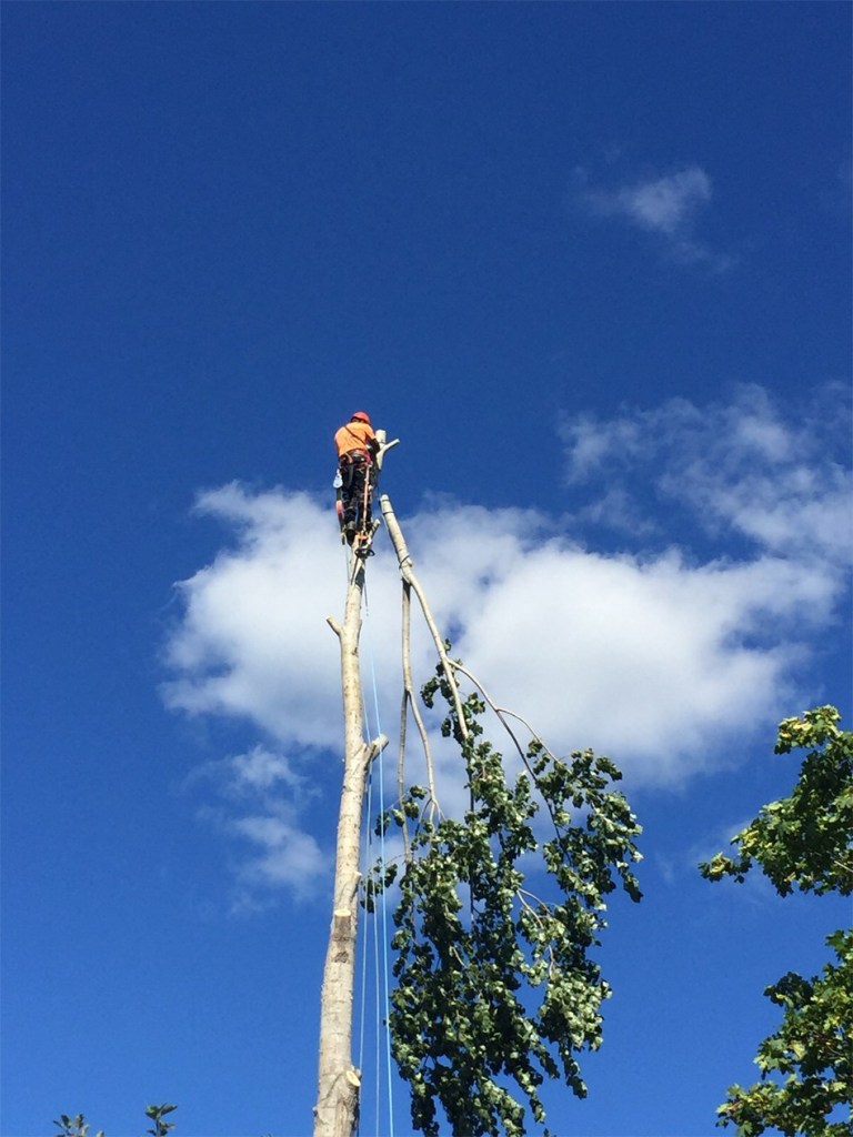 Busy Beavers Tree Service | 182 Chem. Babineau, Grande-Digue, NB E4R 3T8, Canada | Phone: (506) 850-5388