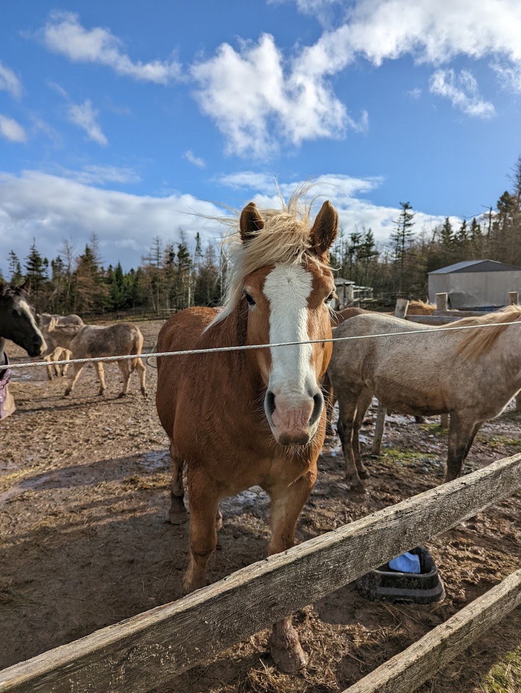 Ataraxy Farm | 33 Manetail Ln, Lawrencetown, NS B2Z 1S6, Canada | Phone: (902) 449-8109