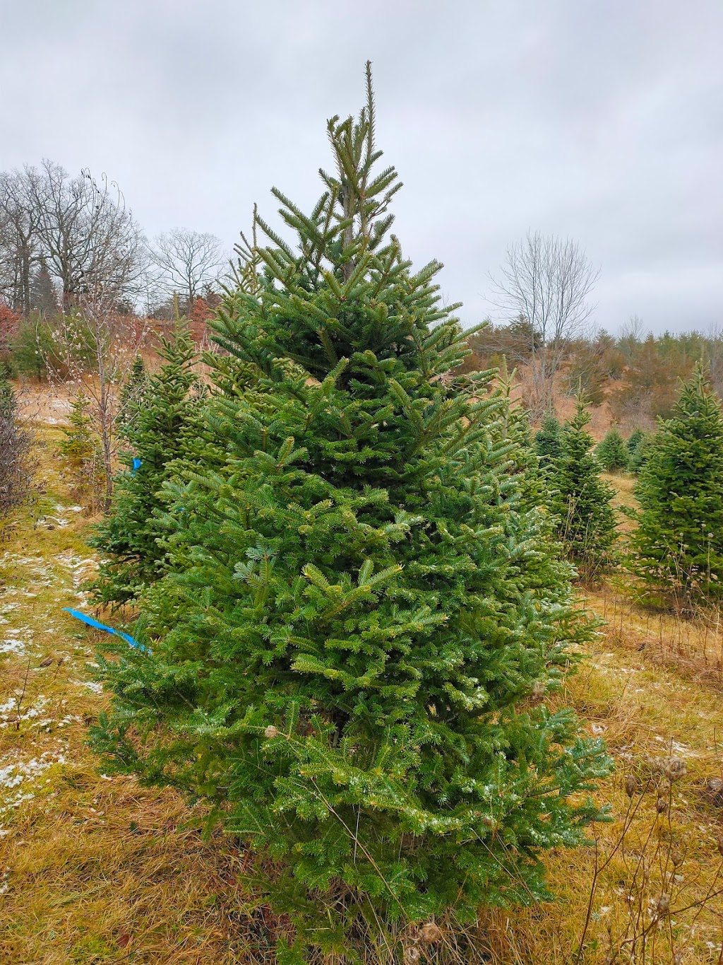 J & D Tree Farm | 13809 Telephone Rd, Colborne, ON K0K 1S0, Canada | Phone: (905) 355-3009