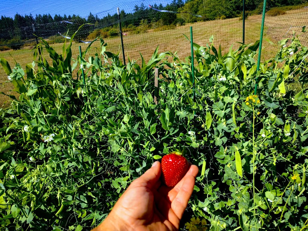 Pear Point Farm | 3166 Pear Point Rd, Friday Harbor, WA 98250, USA | Phone: (360) 298-4840