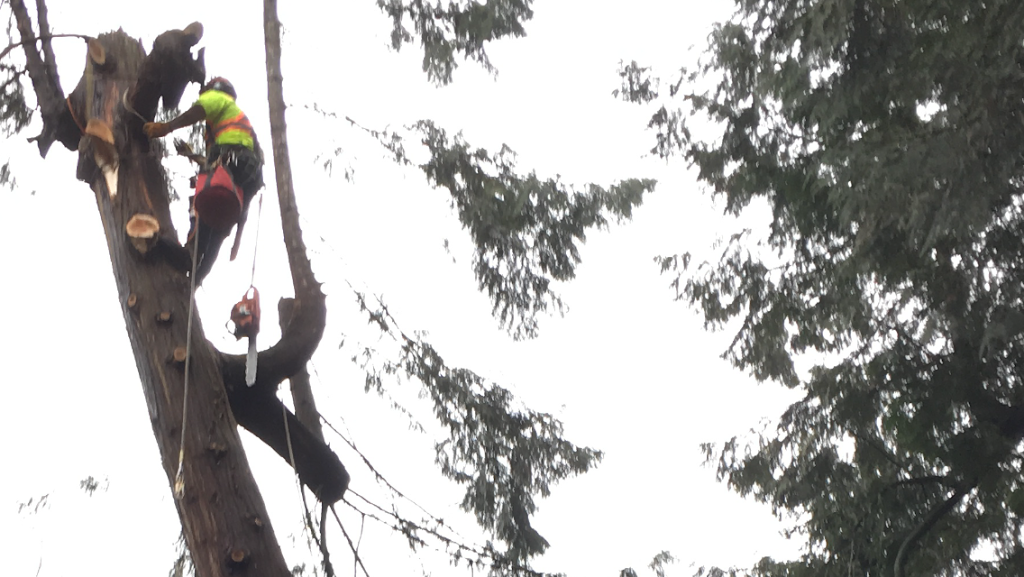 Great West Tree Service Trimming, Removals | 5859 168 St, Surrey, BC V3X 3X5, Canada | Phone: (604) 644-1510