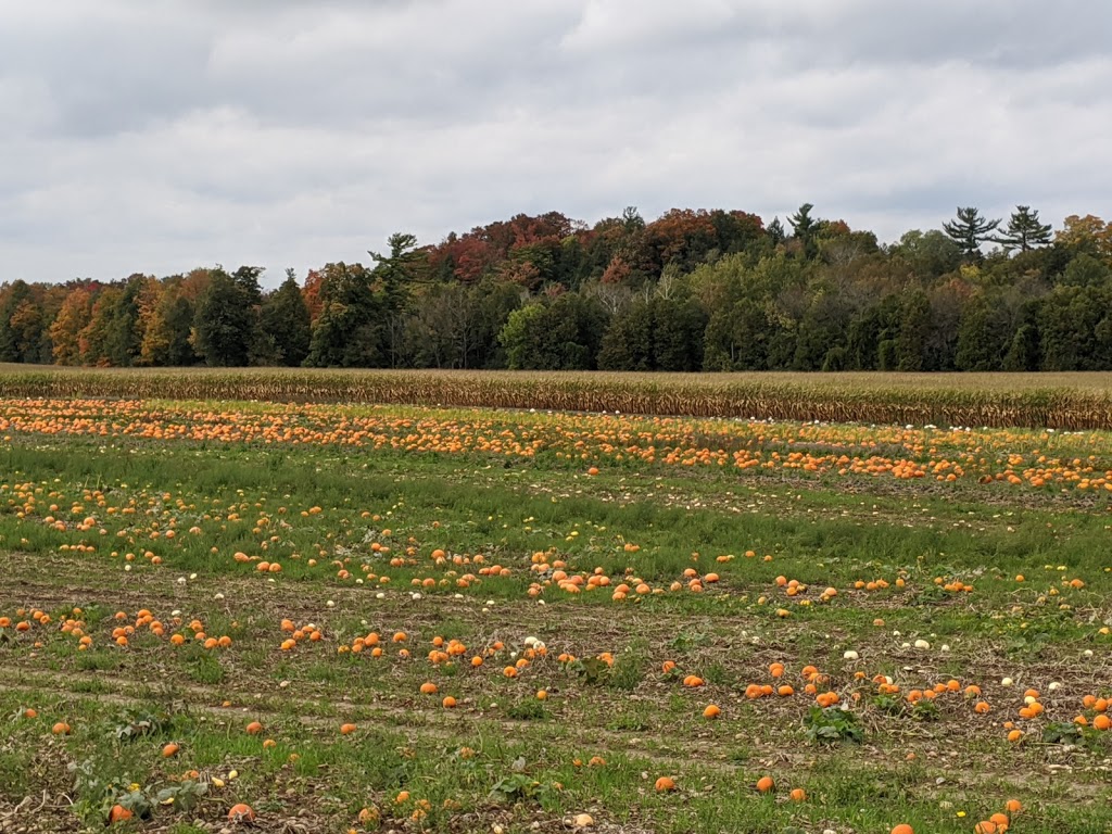 Good Family Pumpkins | 909 Bridge St E, Waterloo, ON N2J 4G8, Canada | Phone: (519) 635-6653