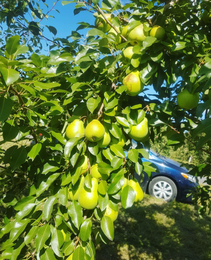 Majestic Fruits Farm | 62 Weatherhead Rd, Upper Rawdon, NS B0N 2N0, Canada | Phone: (902) 201-3500