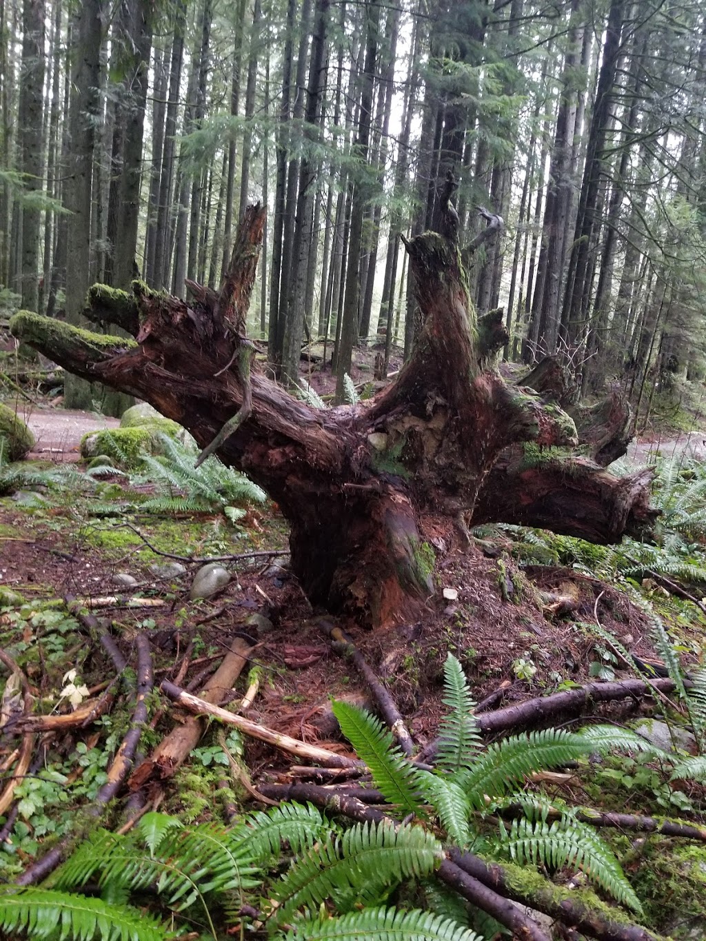 Seymour Valley Trail | Seymour Valley Trailway, North Vancouver, BC V7K 3B2, Canada