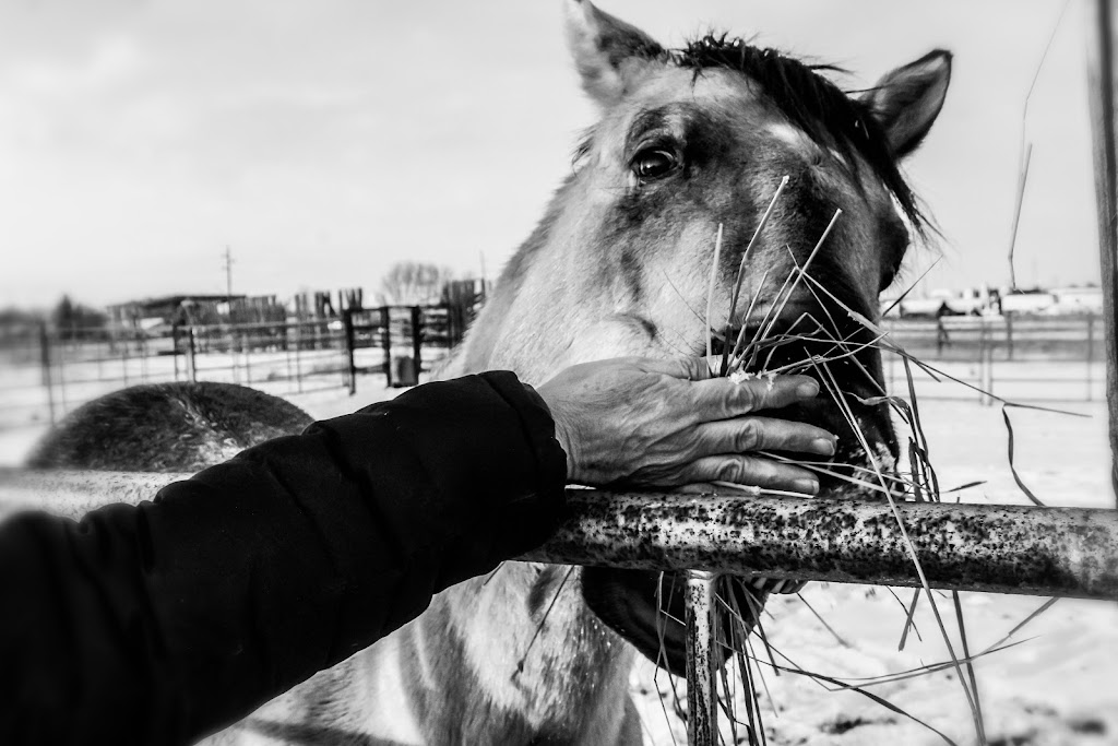 Neighbourly Stables | 1125 43 St S, Lethbridge, AB T1J 4W2, Canada | Phone: (587) 220-1414