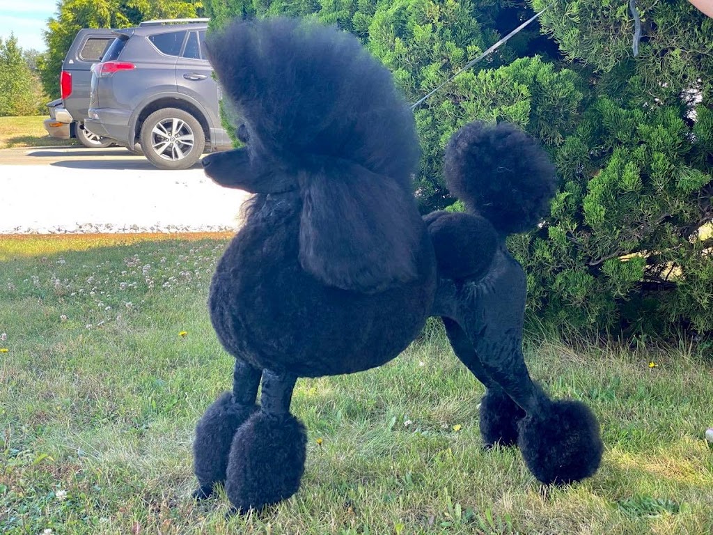 hillcrest standard poodles | 2688 Courtney Way, Shawnigan Lake, BC V0R 2W2, Canada | Phone: (778) 679-2723