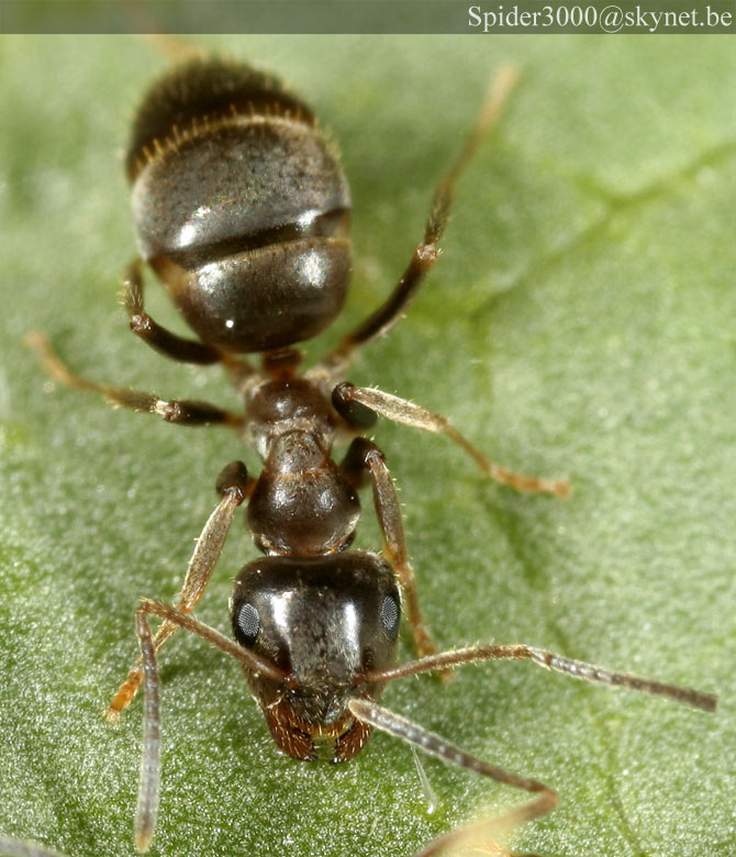 Taon Gestionnaire Parasitaire | 1017 Rang de lÉglise N, Saint-Ignace-de-Stanbridge, QC J0J 1Y0, Canada | Phone: (450) 296-0301