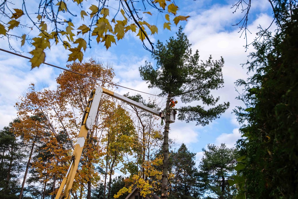 Brooklin Tree Care | 6675 Cochrane St, Whitby, ON L1M 1R4, Canada | Phone: (905) 242-2279