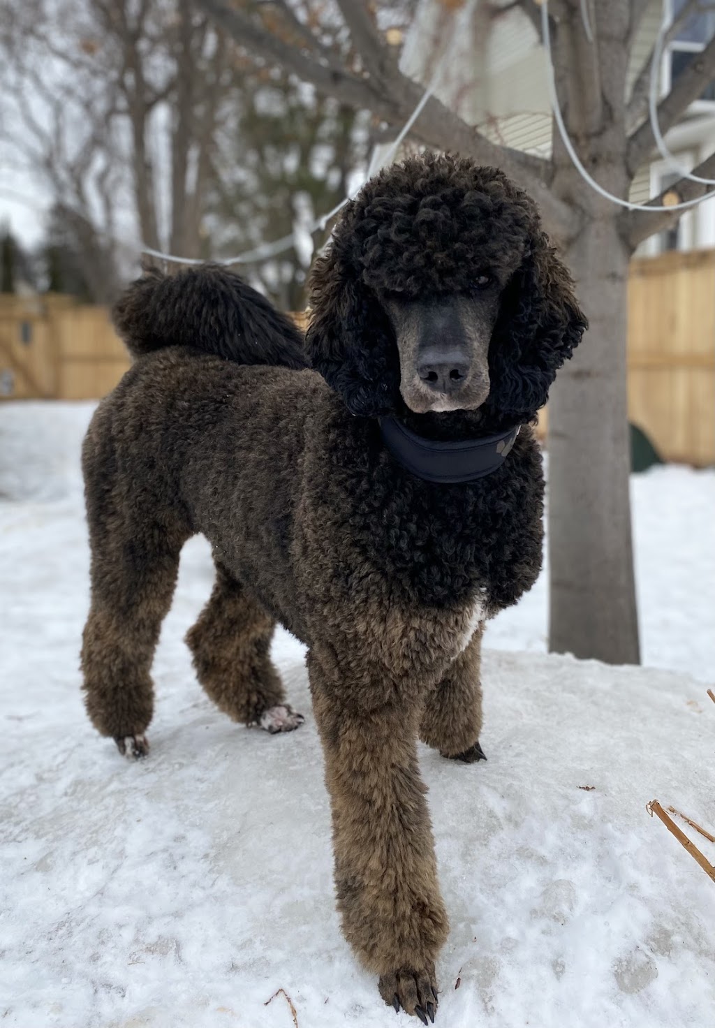 Oodles of Standard Poodles | Anthony Henday Dr., Edmonton, AB T5Y 0B5, Canada | Phone: (780) 885-0318