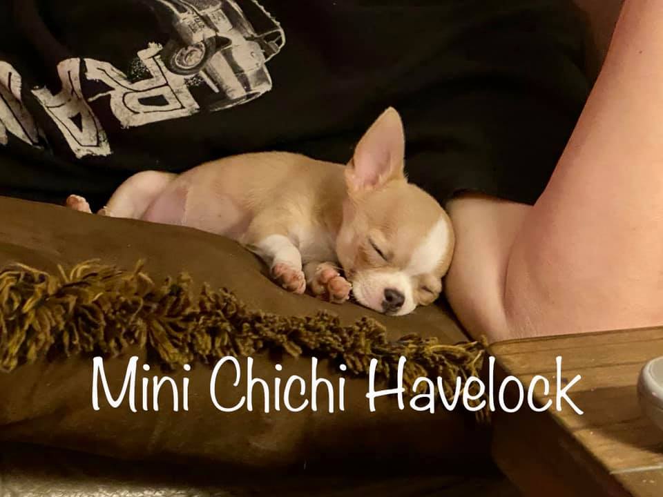 Élevage de Chihuahua Mini Chichi Havelock | 430 Rang St Charles, Saint-Chrysostome, QC J0S 1R0, Canada | Phone: (438) 826-3335