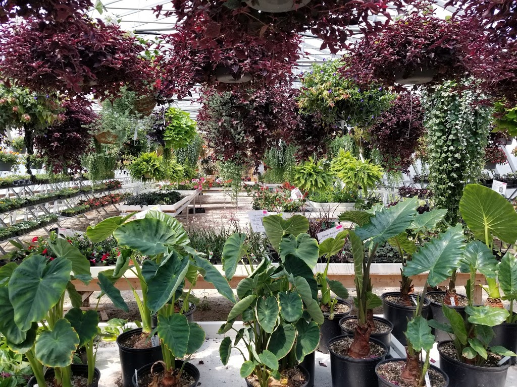 Davishill Nursery | 1258 Highway RR#2 #4, Walkerton, ON N0G 2V0, Canada | Phone: (519) 507-5050