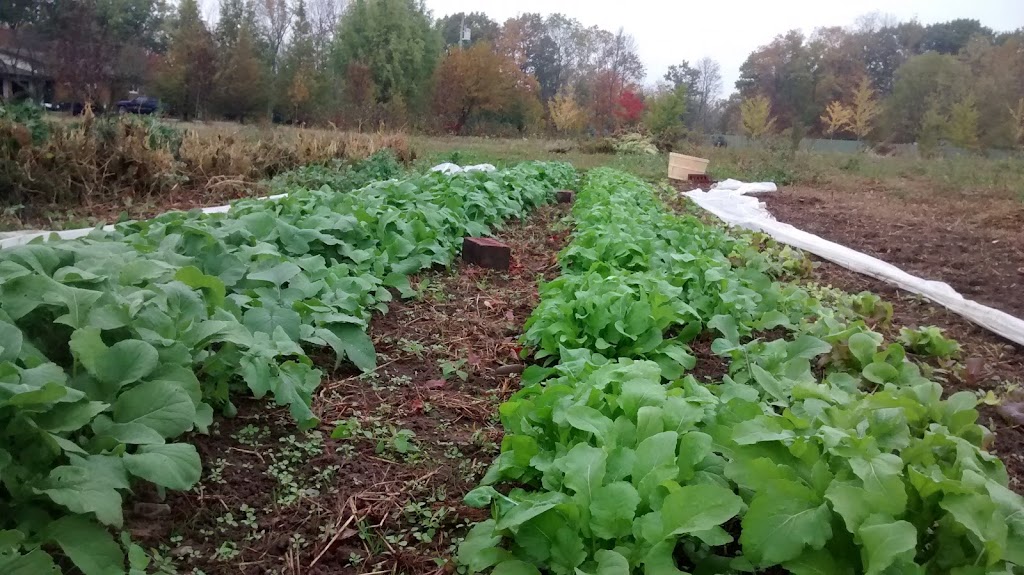 Rhizome Farms | 1699 Third Street Louth, St. Catharines, ON L2R 6P9, Canada | Phone: (905) 329-3256