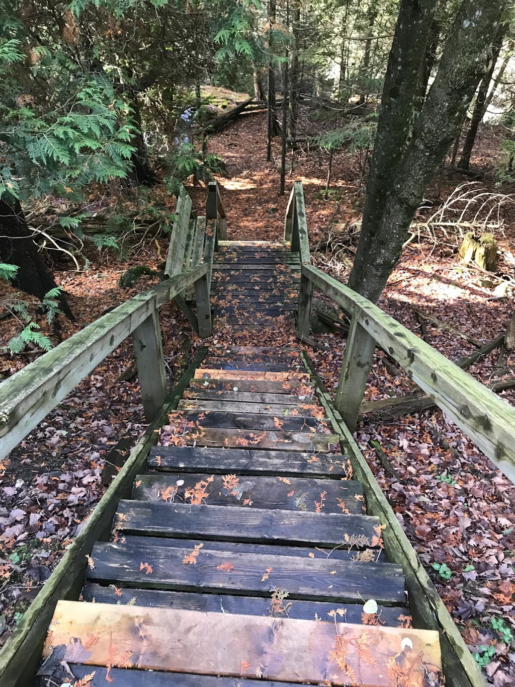 Feversham Gorge - Madeleine Graydon Memorial Conservation Area | 106 River Rd, Feversham, ON N0C 1C0, Canada | Phone: (519) 376-3076