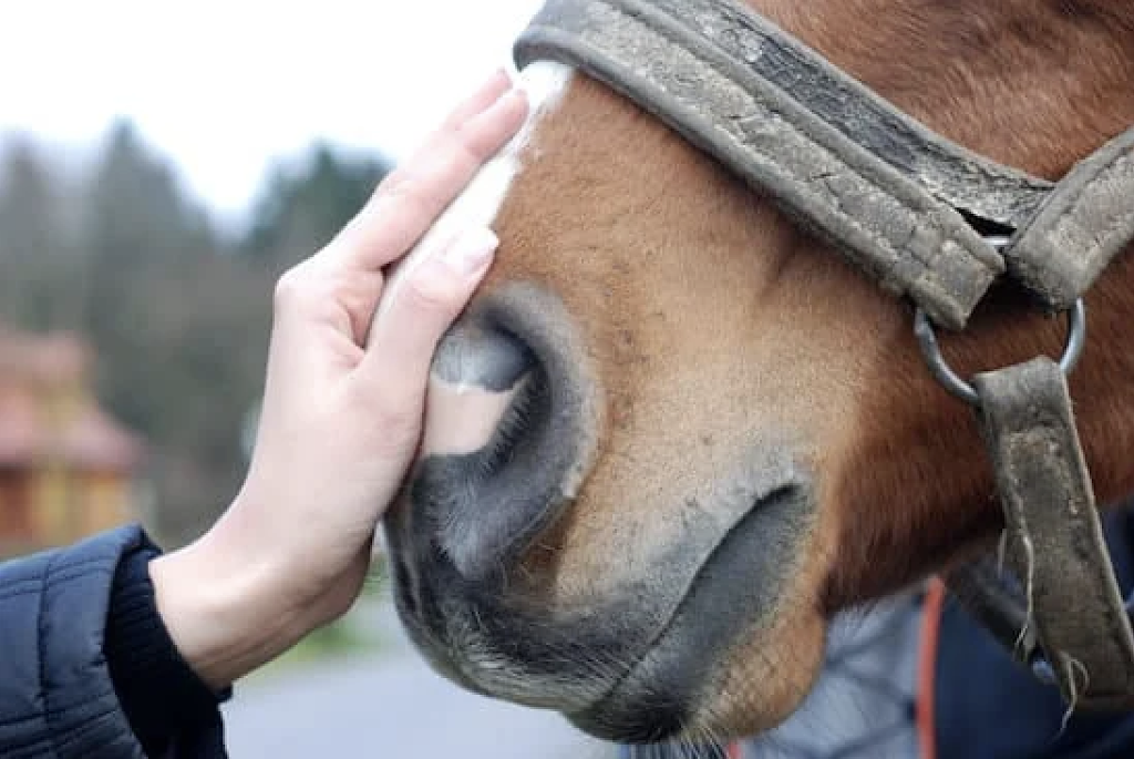 Equine Engagement | Reid Rd, Uxbridge, ON L9P 1R4, Canada | Phone: (647) 855-1116