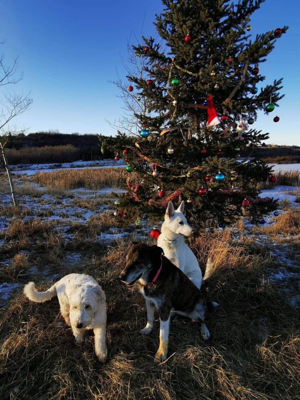 Paw Trotters Edmonton Off-Leash Park Walks | 15055 131 St NW, Edmonton, AB T6V 1K3, Canada | Phone: (780) 289-6199