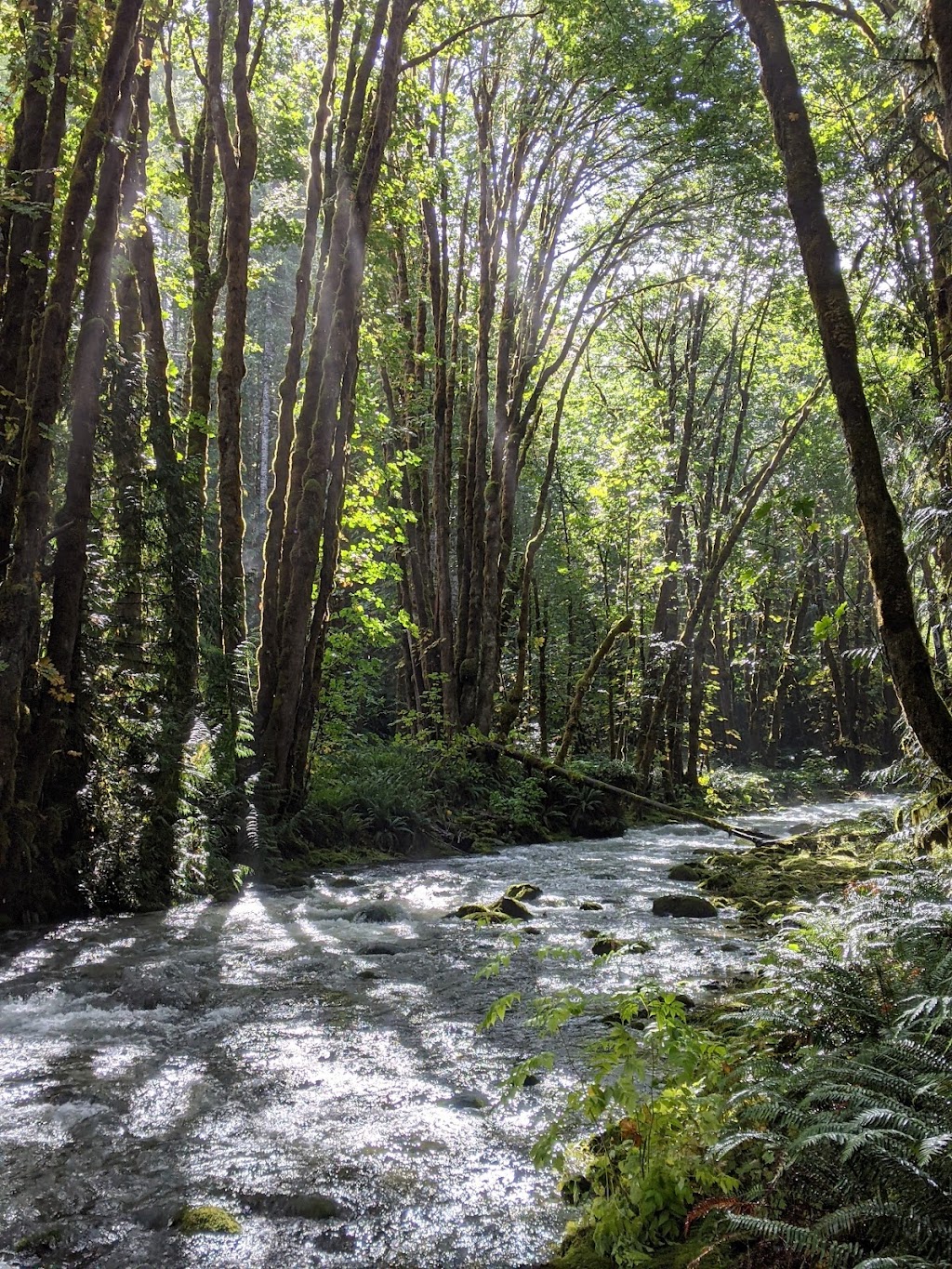 Fossli Park Trail | Unnamed Road, Alberni-Clayoquot D, BC V0R 2B0, Canada | Phone: (250) 720-2700