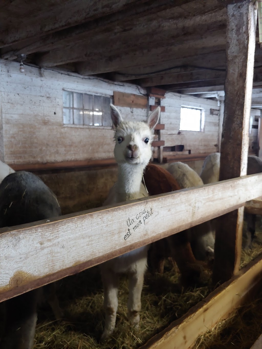 La ferme le moment présent | 155 Chem. Thomas N, Notre-Dame-de-la-Salette, QC J0X 2L0, Canada | Phone: (819) 766-2022