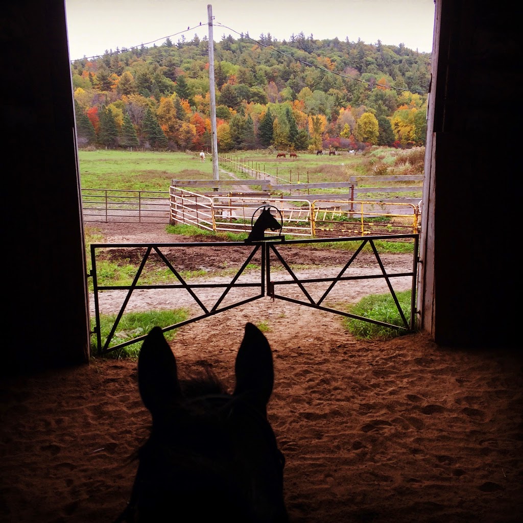 KL Equine | 104 Chemin Mclinton, Wakefield, QC J0X 3G0, Canada | Phone: (873) 353-0960