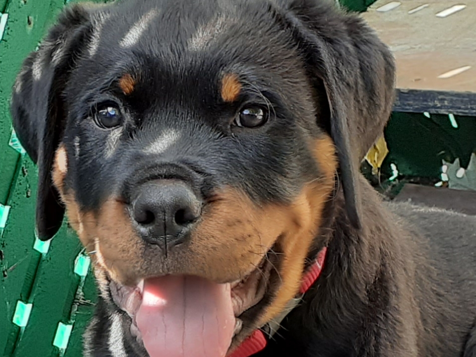 Élevage Rottweilers Der Festung Inc | 330 Route du Canton, Brownsburg, QC J8G 1R2, Canada | Phone: (450) 562-1970