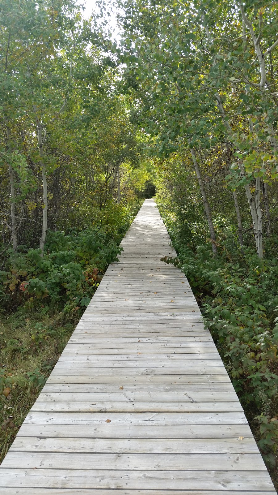 Clifford E. Lee Nature Sanctuary | Spruce Grove, AB T7Y, Canada