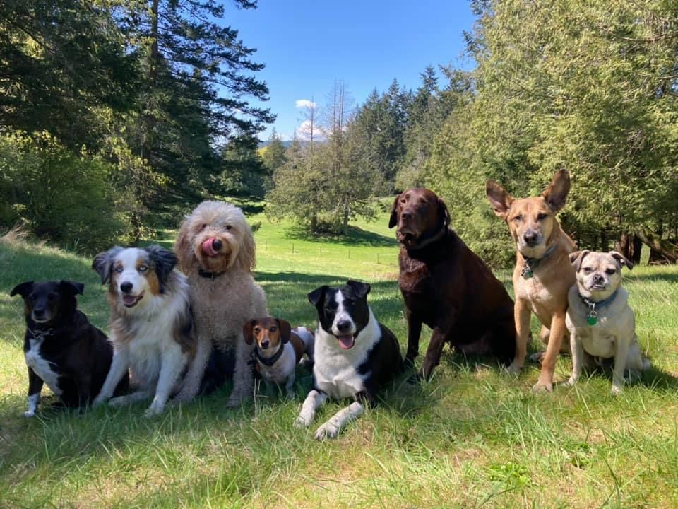 Local Bark Adventures | 20 Douglas St, Victoria, BC V8V 2N6, Canada | Phone: (250) 886-9000