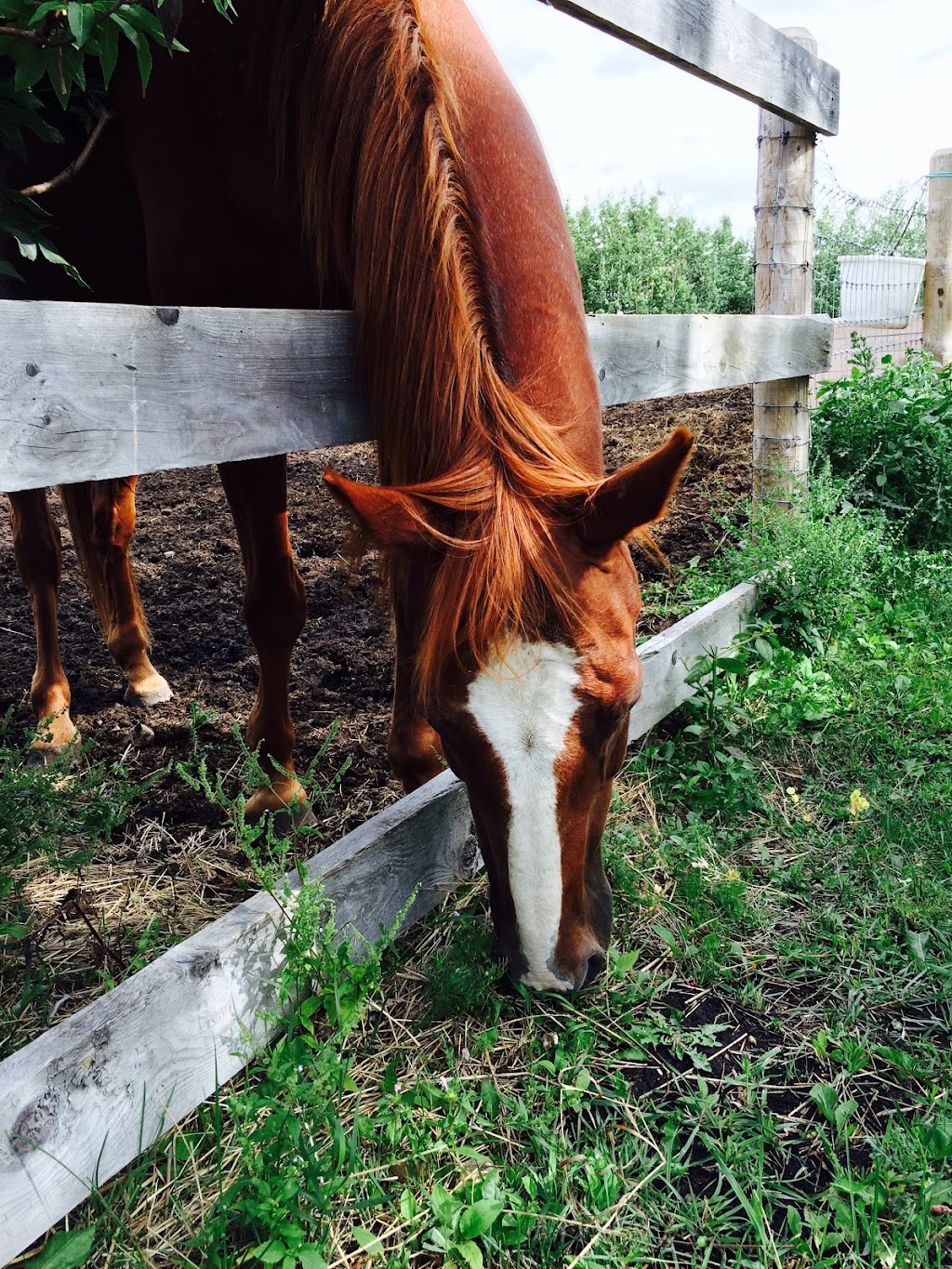 Mane Attraction Stables | 32277, Range Rd 13, Olds, AB T4H 1T8, Canada | Phone: (403) 990-0786