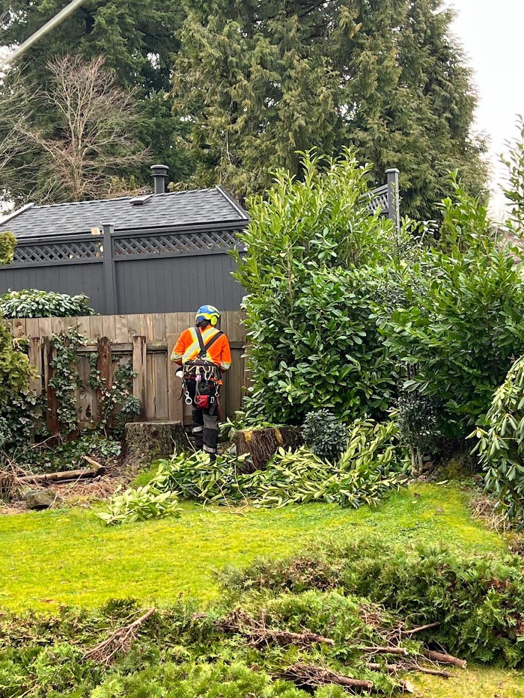 A1 tri craft tree services | 838 Whitchurch St, North Vancouver, BC V7L 2A4, Canada | Phone: (604) 396-3662