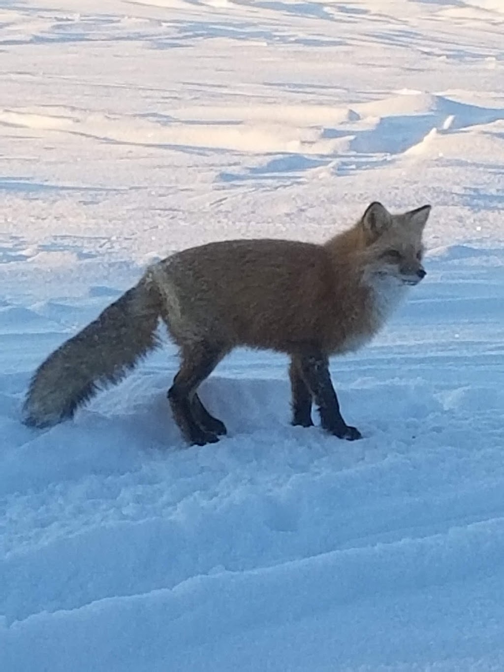 Pourvoirie Windigo | 410 Réservoir Blanc, La Tuque, QC G9X 3N7, Canada | Phone: (819) 523-8181