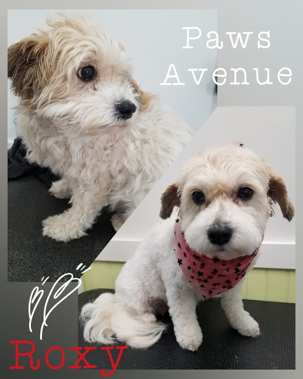 Paws Avenue Dog Grooming Spa | 20270 Industrial Ave #105b, Langley, BC V3A 4K7, Canada | Phone: (778) 223-4891