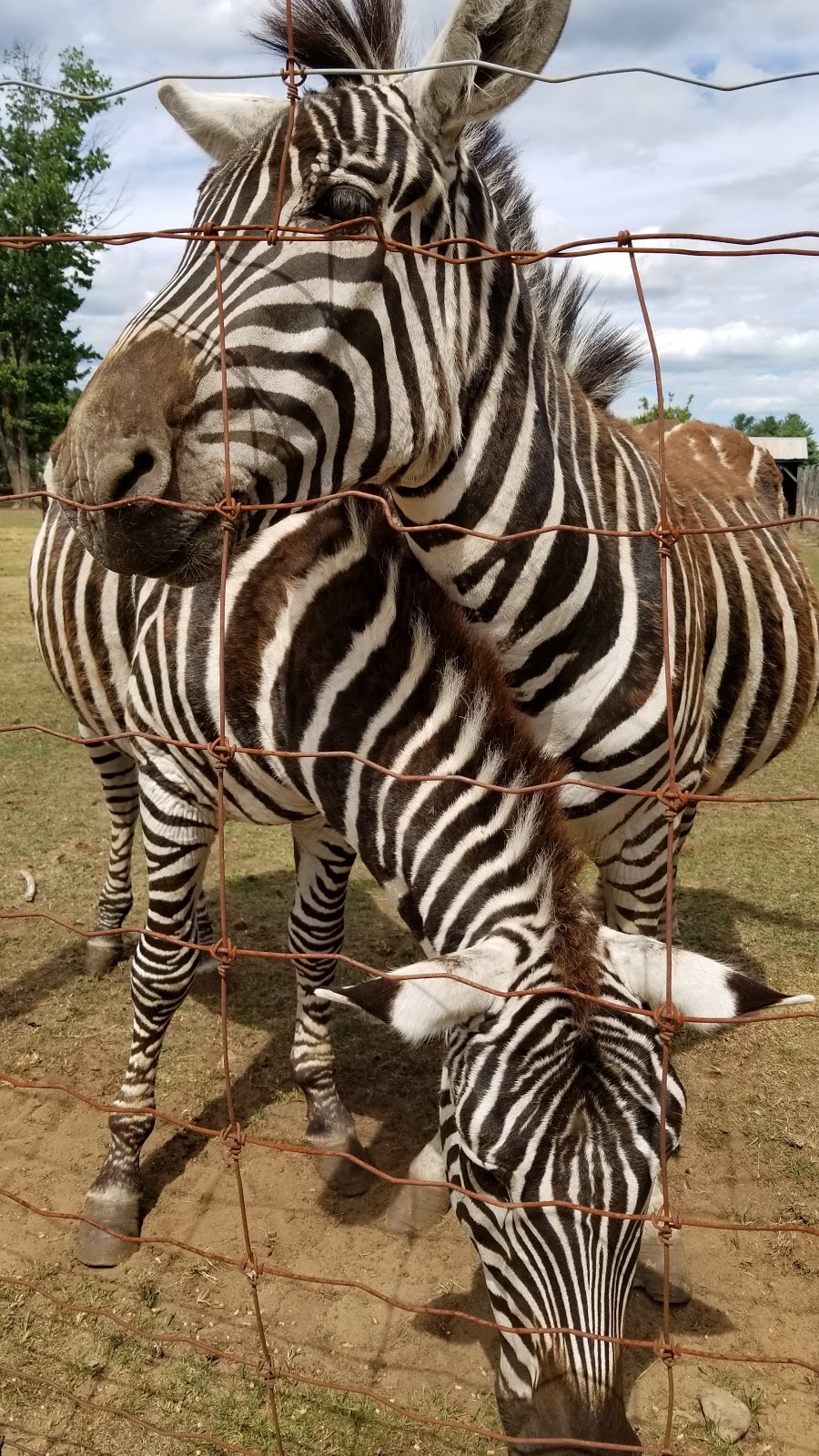 Zoo St-Édouard | 3381 Rang des Chutes, Saint-Édouard-de-Maskinongé, QC J0K 2H0, Canada | Phone: (819) 268-5150