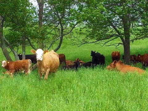 Beaver Valley Orchard and Cidery | 235883, Grey County Rd 13, Kimberley, ON N0C 1G0, Canada | Phone: (519) 599-1001