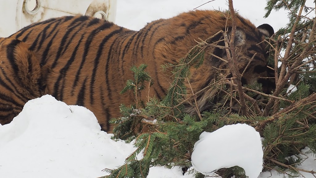 Sumatran Tiger | 2000 Meadowvale Rd, Scarborough, ON M1B 5K7, Canada | Phone: (416) 392-5929