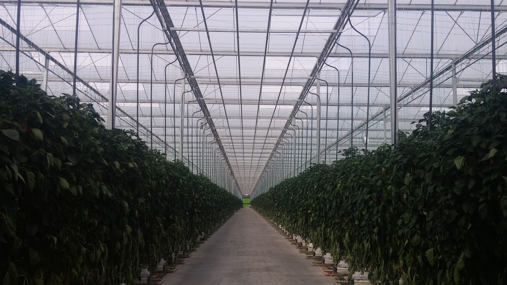 Klassen Greenhouse Farms Inc. | 63 Division Rd, Cottam, ON N0R 1B0, Canada | Phone: (519) 839-5600