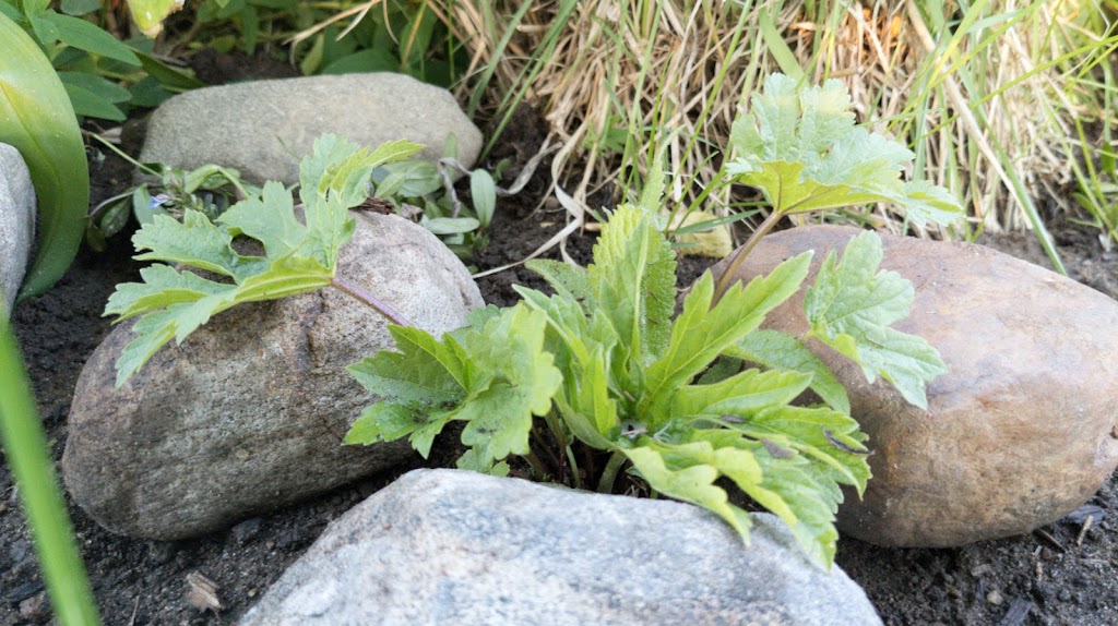 Beaux Arbres Native Plants | 29 Ragged Chute Rd, Bristol, QC J0X 1G0, Canada | Phone: (819) 647-2404