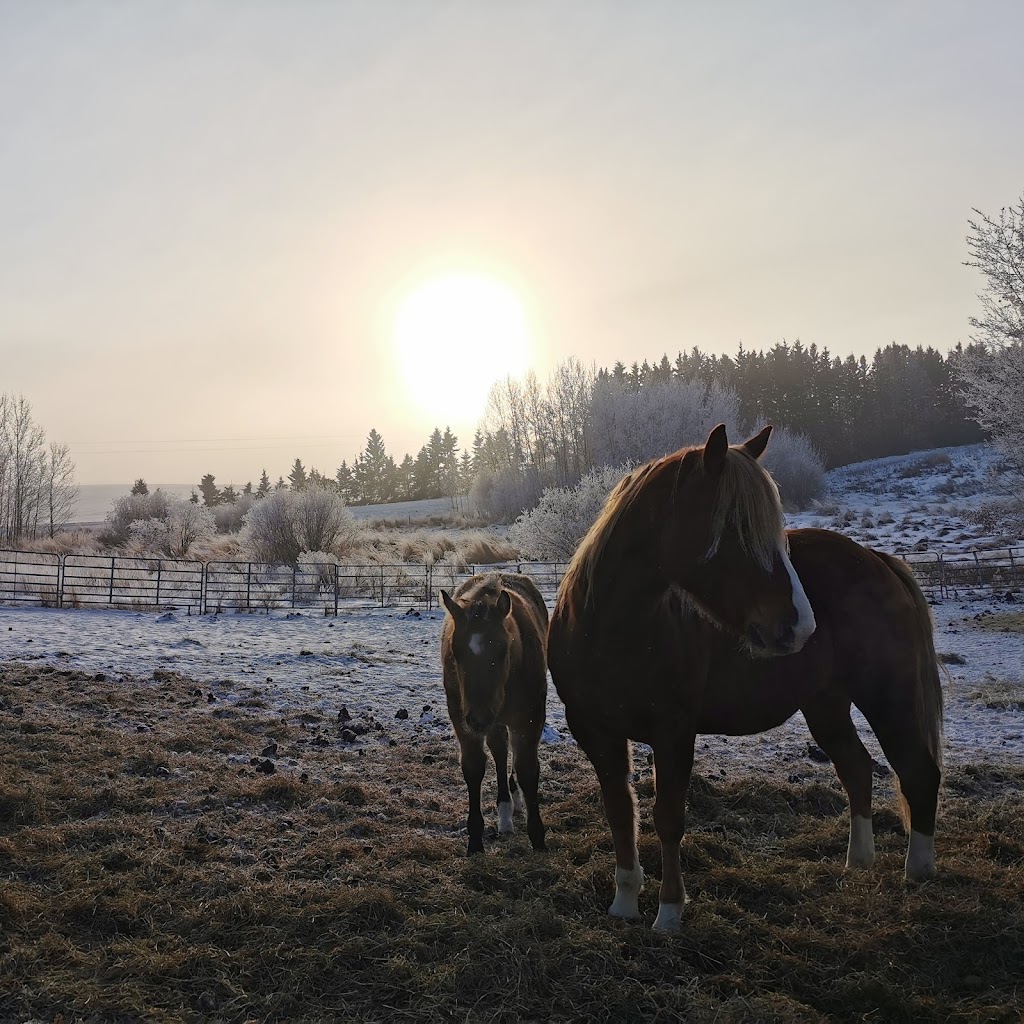 KG Country Stable | Box 172, Bon Accord, AB T0A 0K0, Canada | Phone: (780) 265-4371