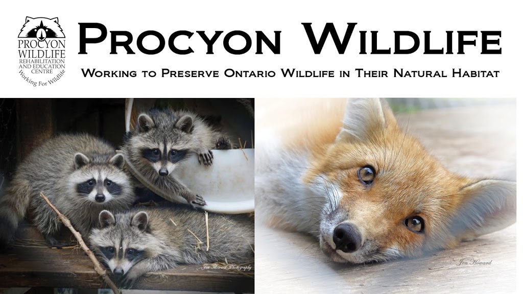 Procyon Wildlife | 6441 7th Line, Beeton, ON L0G 1A0, Canada | Phone: (905) 729-0033