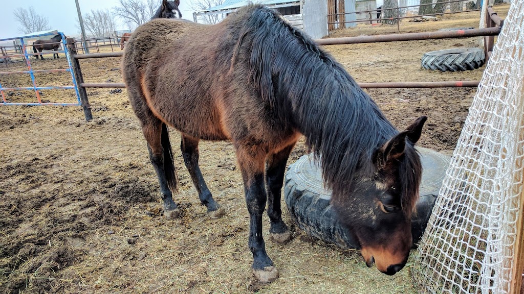 Lethbridge Therapeutic Riding Association | 205015 AB-512 #24, Lethbridge, AB T1J 5N8, Canada | Phone: (403) 328-2165