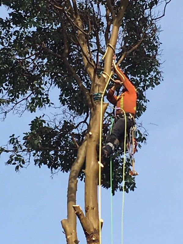 Thomson Tree Service | 35 Nanaimo River Rd, Nanaimo, BC V9X 1S5, Canada | Phone: (250) 701-2507