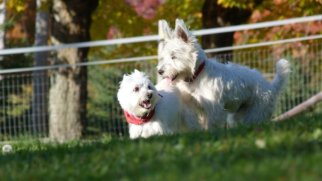 Centre Canin Bellechasse | 1050 4e Rang E, Saint-Nérée, QC G0R 3V0, Canada | Phone: (418) 243-3837