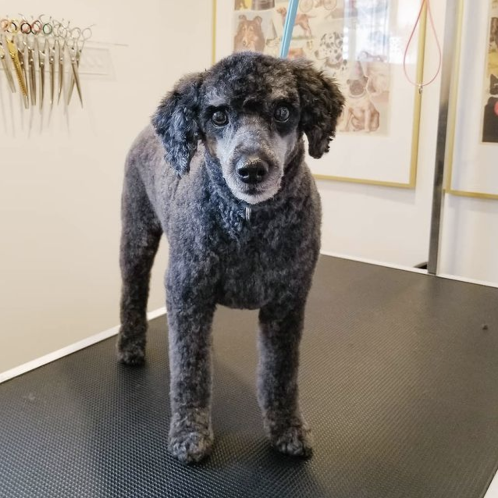 The Tiny Groomer | 2 Janis Ct, Dundas, ON L9H 1S9, Canada | Phone: (365) 324-3033