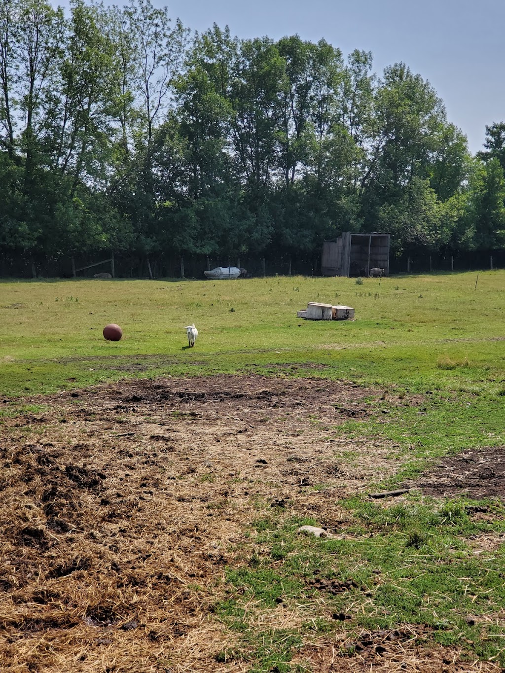 Ferme écologique du parc-nature Cap-Saint-Jacques | 183 Chem. du Cap-Saint-Jacques, Pierrefonds-Roxboro, QC H9K 1C8, Canada | Phone: (514) 648-8805