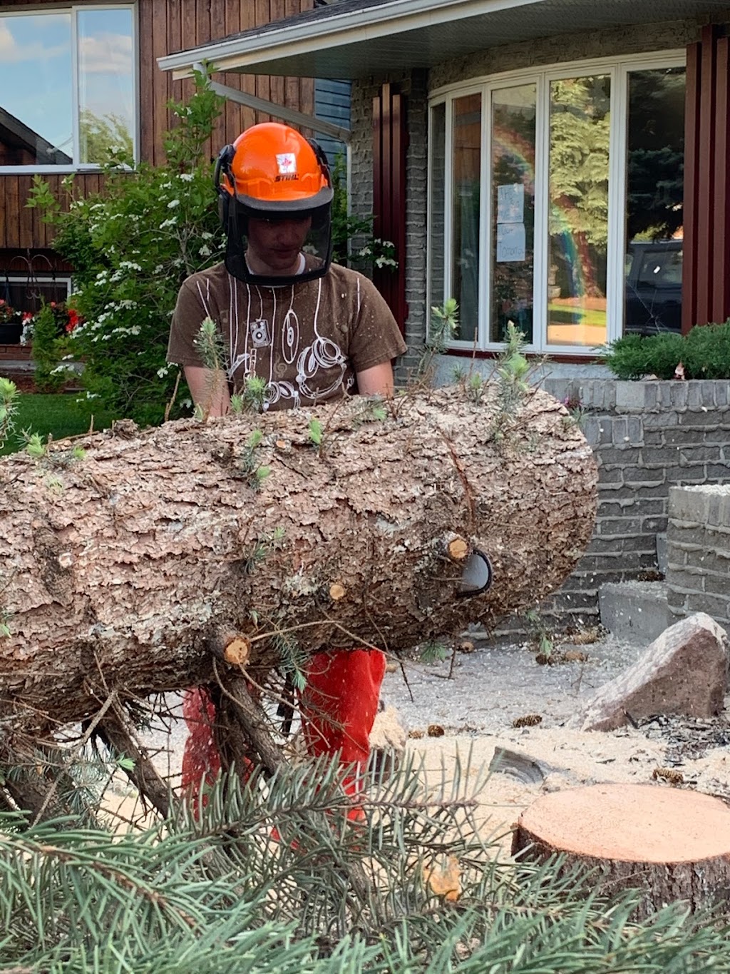 Elevated Tree Removal | 82 Martin Close, Red Deer, AB T4R 1R7, Canada | Phone: (403) 848-4482