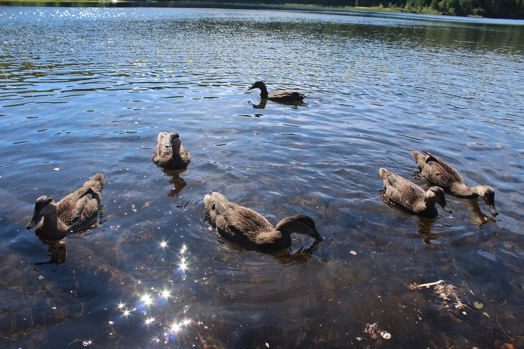 Camping Lac Saint-Bernard, Mastigouche Reserve | Chemin de Carufel, Saint-Alexis-des-Monts, QC J0K 1V0, Canada | Phone: (800) 665-6527