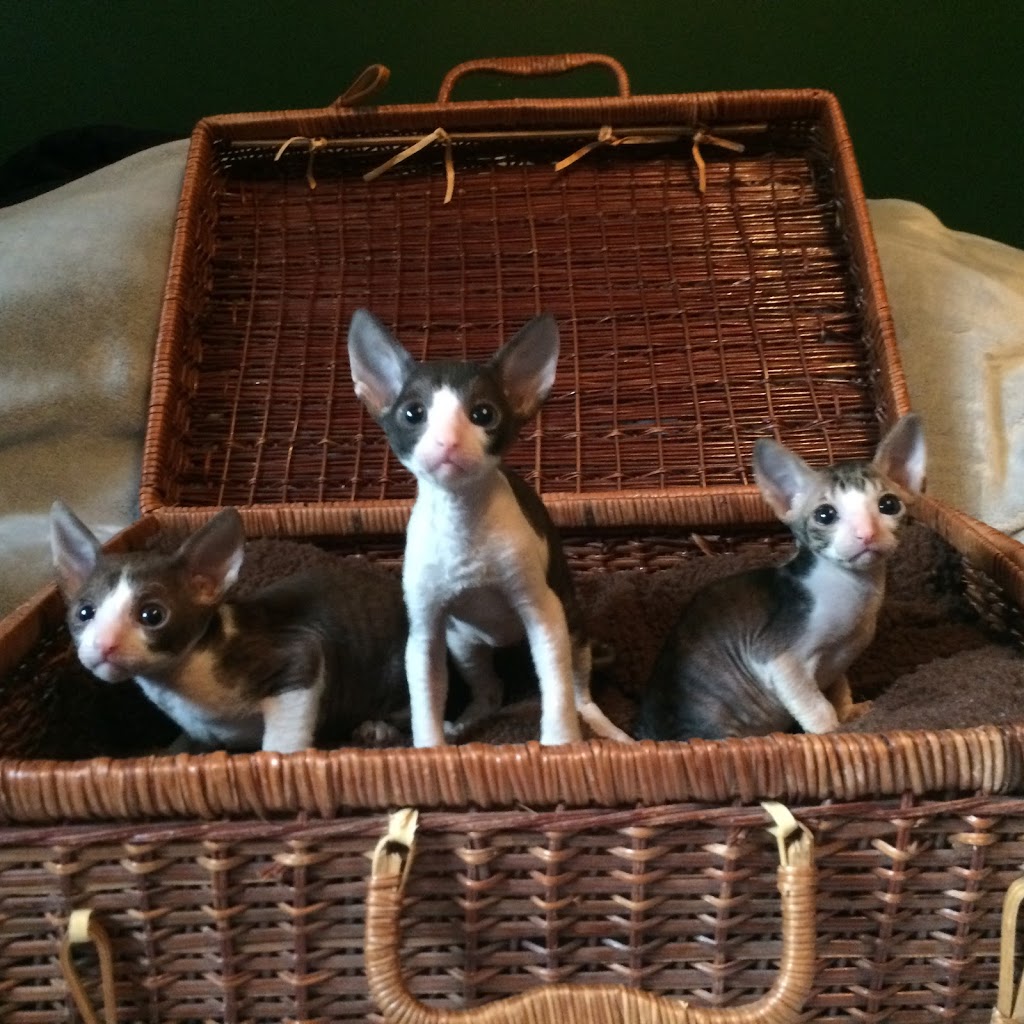 Rexpertise élevage de chats Cornish Rex de Cornouailles | 380 Rue Reynolds, Granby, QC J2G 5W5, Canada | Phone: (450) 991-2697