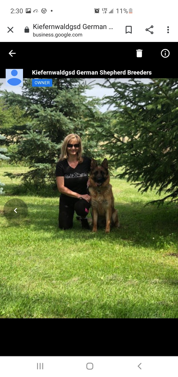 Kiefernwaldgsd German Shepherd Breeders | 15539 The Gore Rd, Caledon, ON L7E 0X3, Canada | Phone: (647) 999-2401