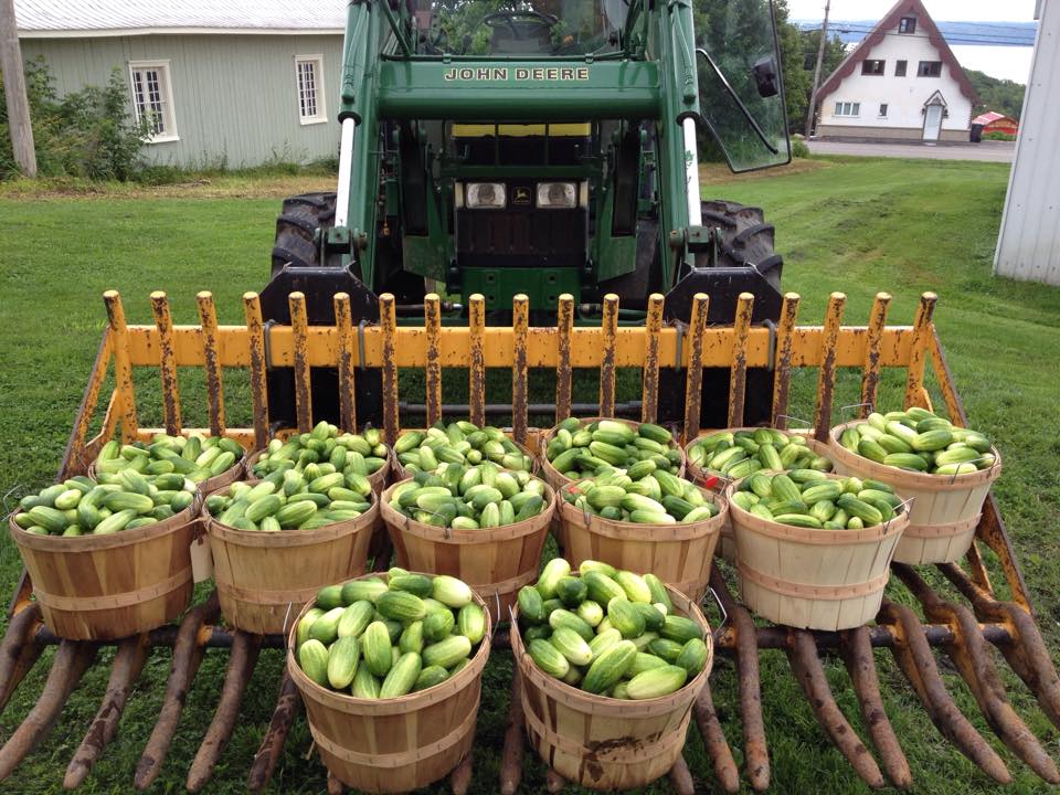 Ferme Ancestrale LaRue INC | 318 Rue des Erables, Neuville, QC G0A 2R0, Canada | Phone: (418) 876-3039