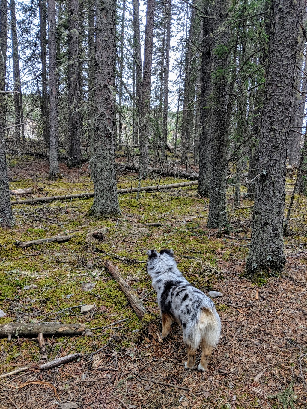 Elbow Trail | Ranger Creek Rd, Bragg Creek, AB T0L 0K0, Canada