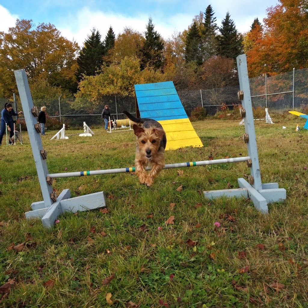 ABC dog training Caroline Bird | 1250 Latimore Lake Rd, Saint John, NB E2N 1X4, Canada | Phone: (506) 663-9140