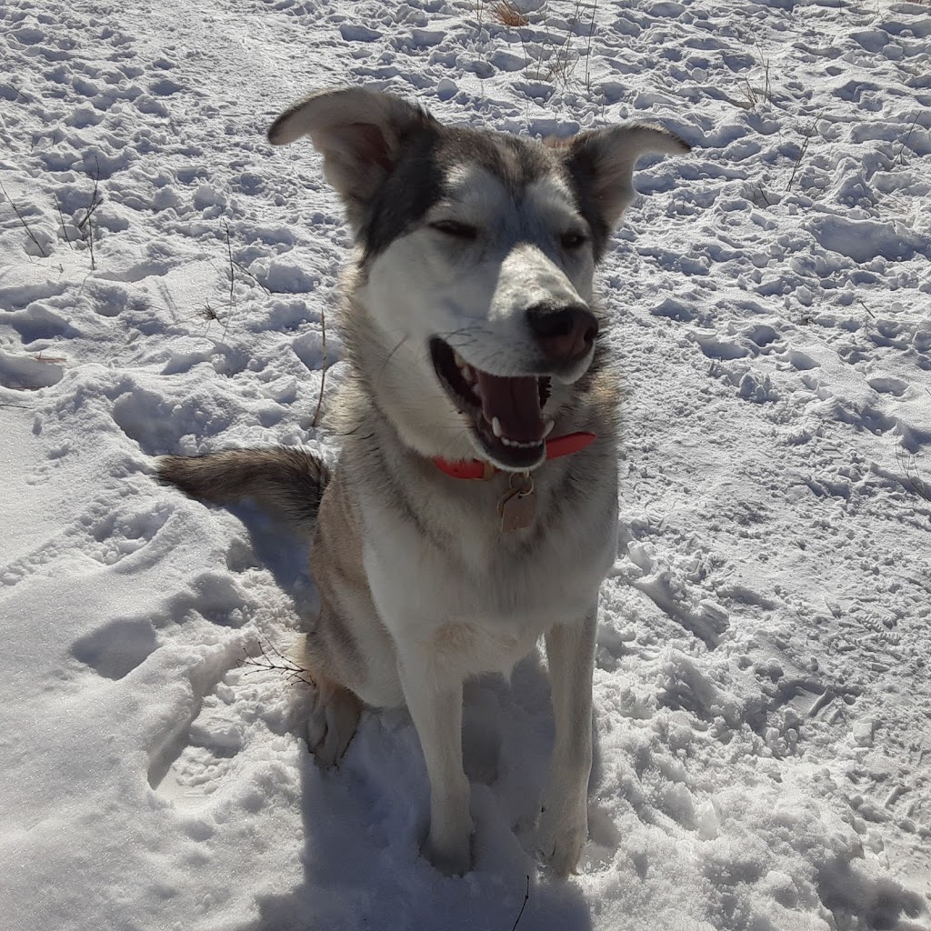 Hayleys Pets Play dog walker | 533 Schubert Pl NW, Calgary, AB T3L 1X3, Canada | Phone: (403) 467-0150