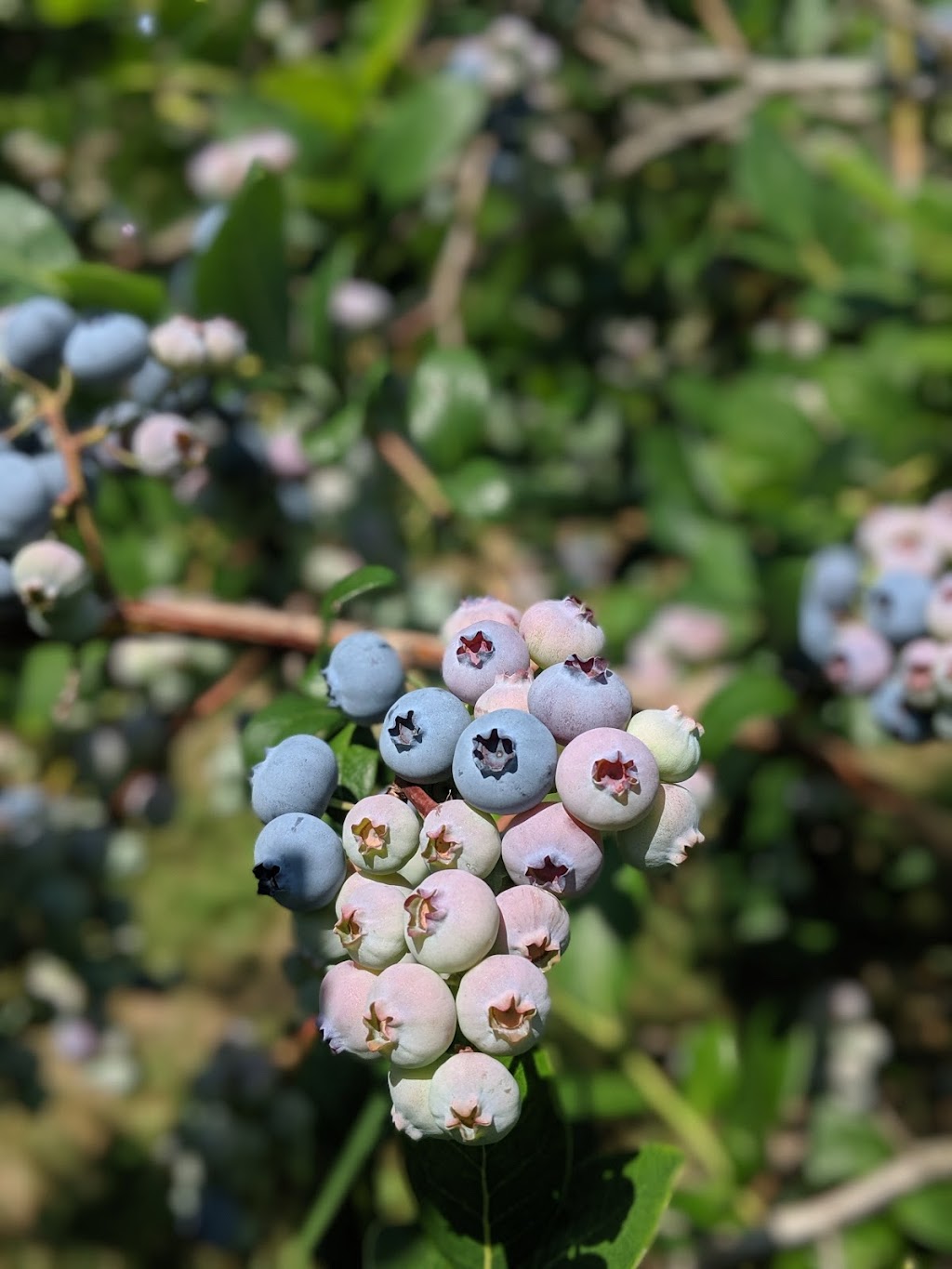 Bleuetière Erablière Biologiques Au Fin Délice | 1106 Chem. Saint-Henri, Très-Saint-Rédempteur, QC J0P 1P1, Canada | Phone: (450) 459-4444